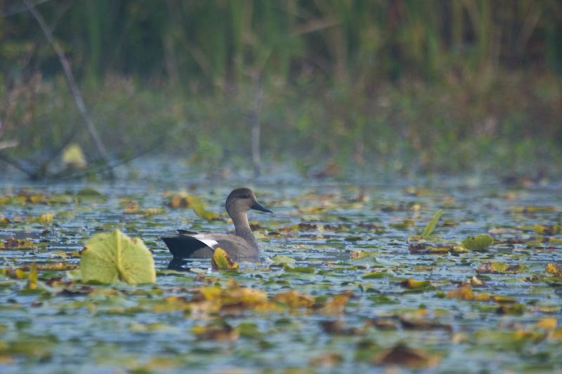 Gadwall In Lilys